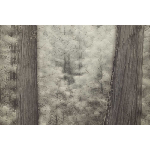 CA, Yosemite Pine trees in a snowstorm